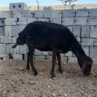 میش