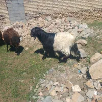 یک عدد بز نر بدون شاخ