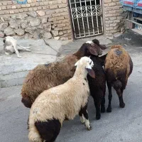 میش بره یکیشون شیره داره