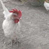 مرغ تخمی