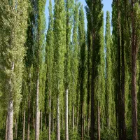 فروش درخت صنوبر تبریزی