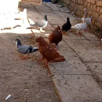 کبوتر