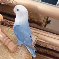 طوطی کوتوله