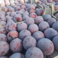 میوه