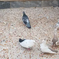 کبوتر|پرنده|شیراز, قلعه نو|دیوار