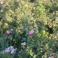 فروش-باغ-گلدشت-بروجرد