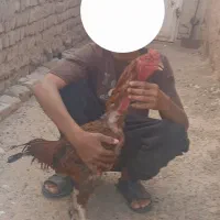خروس لاری
