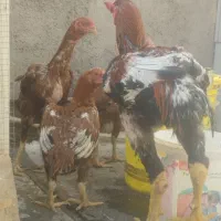 مرغ لاری