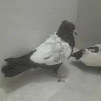 سینه ای|پرنده|قهدریجان, |دیوار