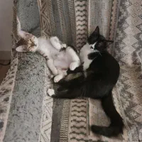 واگذاری بچه گربه
