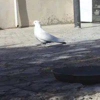 کبوتر