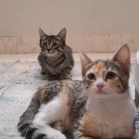 واگذاری دوتا بچه گربه ۴ ماهه