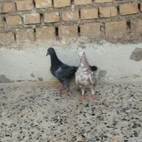 کبوتر