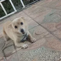 سگ پاکوتاه