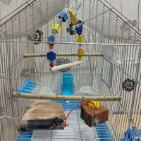 قفس پرنده