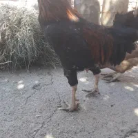 بوقلمون وخروس