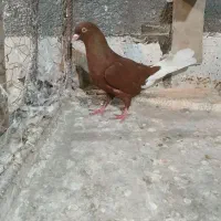 سرخ دم‌سفید