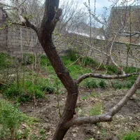 اجاره خانه ویلا در بزنجان