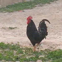 خروس سیاه