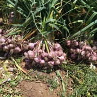 اجاره-زمین-کشاورزی-برای-سیر-احیرلو