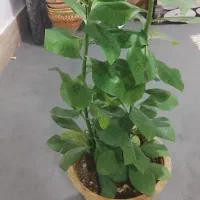 گل طبیعی|گل و گیاه طبیعی|میاندوآب, |دیوار