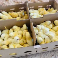جوجه گوشتی نژاد راس یک روزه