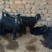بز وبزغاله داشتی جوان
