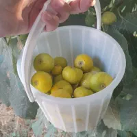 میوه