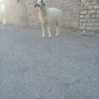 بره نرمری