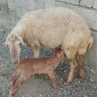 گوسفند بره دار