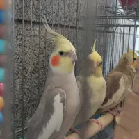عروس هلندی بالغ