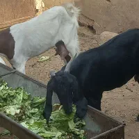 بز شیری ۵۰تاگوسفندعراقی قوچ بره گاو نر