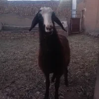 بره