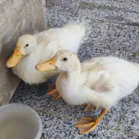 اردک گوشتی تخفیف هم داره