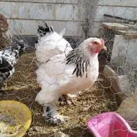 3تامرغ برهما 2تا جوجه یکی خروس زیر قیمت