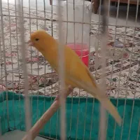 قناری رسمی بلند نر مست
