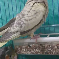 عروس هلندی تازه دونه خور شده