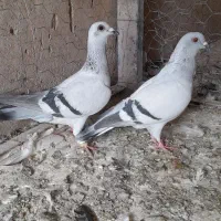 ۲تا شامی زاغ دمسفید مگسی سار