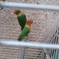 دو تا جوجه تازه دا نه خور شدن آماده دستی کردن