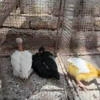 جوجه|حیوانات مزرعه|بم, |دیوار