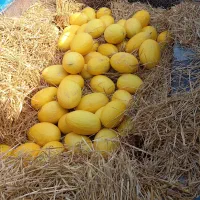 فروش خربزه شیرازی شیرین عسل 2تن فقط13ت
