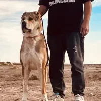 توله خراسانی