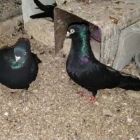 کبوتر سیاه