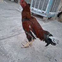 نسل پاکستانی