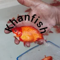 فروش عمده ماهی قرمز وتنگ و ملزومات هفت سین