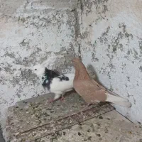 کفتر