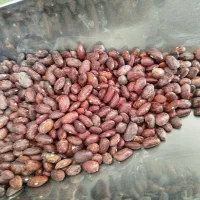 لوبیا قرمز صادر شده