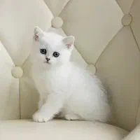 گربه بریتیش سفید چشم آبی