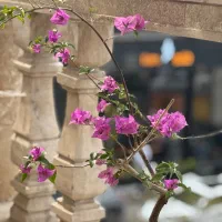سیم کارت همراه اول