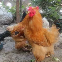 خروس برهما وگلین